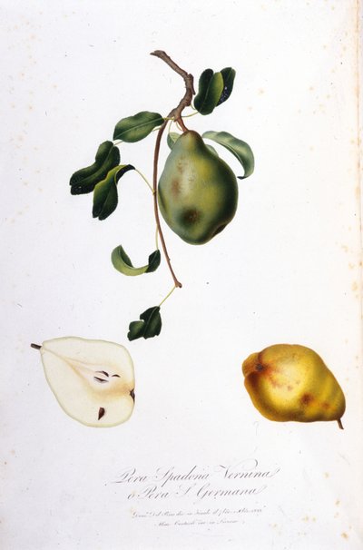 Planche botanique représentant la pera spadona. 1820 - 1822 - Unknown artist