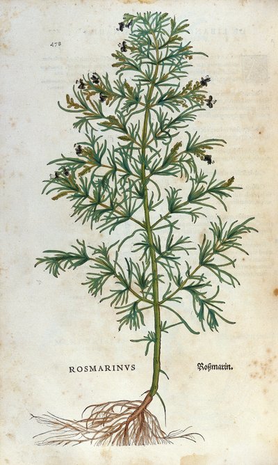 Planche botanique : romarin (rosmarinus). Herbier de Léonard Fuchs, "Historia Stirpium", Bâle - Unknown artist