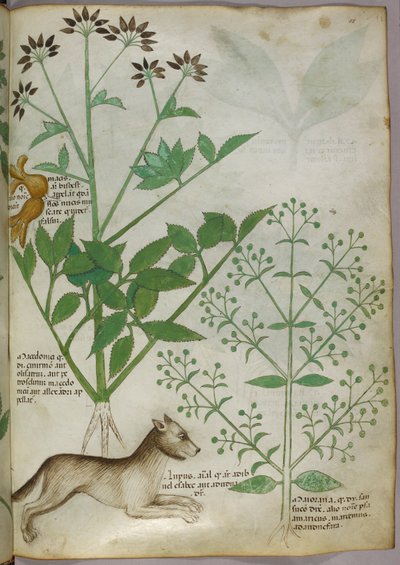 Illustration botanique d