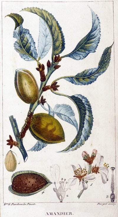Branche, fleur et fruit de l