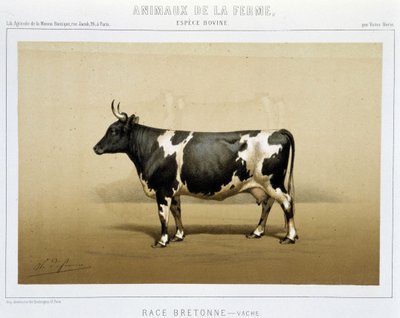 Vache bretonne - Unknown artist