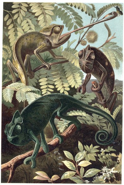 Caméléons (famille Chamaeleonidae) - gravure de « La Vie des Animaux » par Alfred Edmund Brehm (1829-1884) - Unknown artist