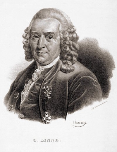 Carl Von Linné naturaliste et écrivain suédois (1707 - 1778) - Unknown artist