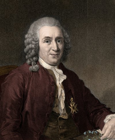 Carl Von Linné - Unknown artist