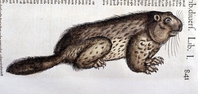 Castor - dans "Historia Animalium" de Conrad Gesner (1516 - 1565), Tiguri - Unknown artist
