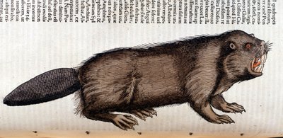 Castor - dans « Historia Animalium » de Conrad Gesner, Tiguri - Unknown artist