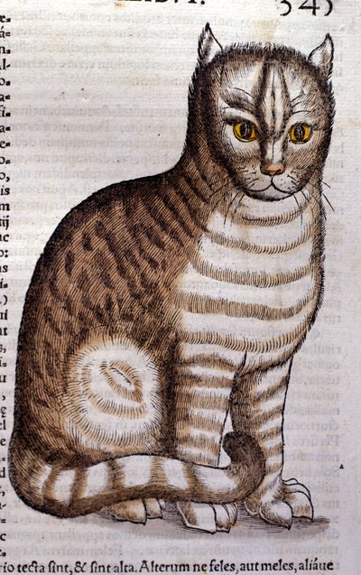 Chat d