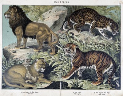 Chats: lion, lionne, tigre - dans "Histoires naturelles des mammifères", éd. Schreiber - Unknown artist