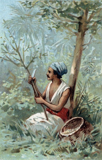 Écorce de cannelle à Ceylan. Chromolithographie de la fin du 19ème siècle. - Unknown artist