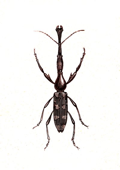 Coléoptères : Brenthus Temminchii - Unknown artist