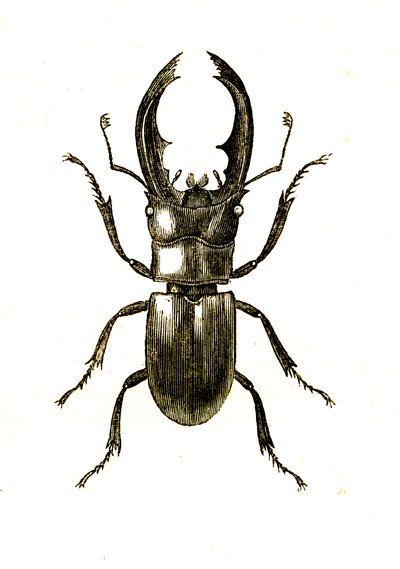 Coléoptères : Hexarthrius Buqueti ou Lucanus - Unknown artist