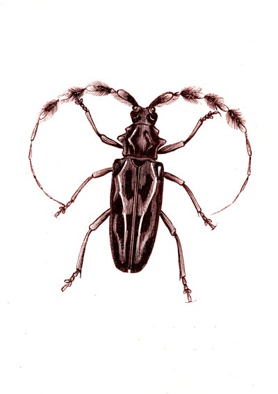 Coléoptères : Lophocerus barbatus - Unknown artist
