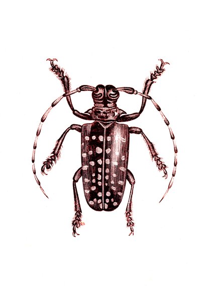 Coléoptères : Ophoptera Tollii - Unknown artist