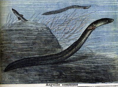 Anguille commune. Gravure de 1897 - Unknown artist