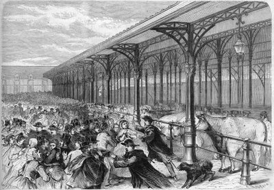 Concours des bœufs gras au Marché de la Villette à Paris. Gravure dans « L
