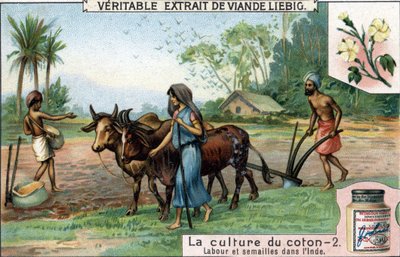 Culture du coton : labour et semis en Inde. Chromolithographie, image Liebig - Unknown artist