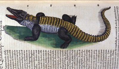 Crocodile. dans Historia Animalium de Conrad Gesner (1516 - 1565), Tiguri - Unknown artist