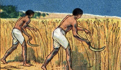 Vie quotidienne en Egypte ancienne : paysans récoltant les bles, début du 20e siècle (chromo) - Unknown Artist
