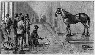 Mort par électricité : un cheval tué par électricité lors d