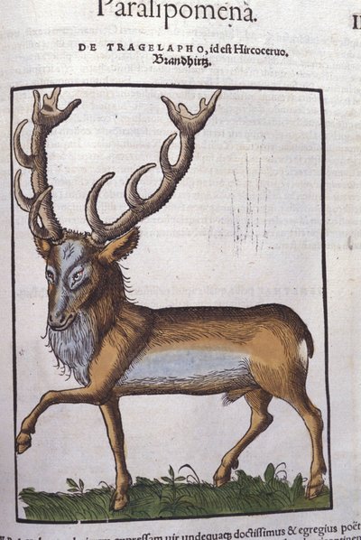 Le cerf d