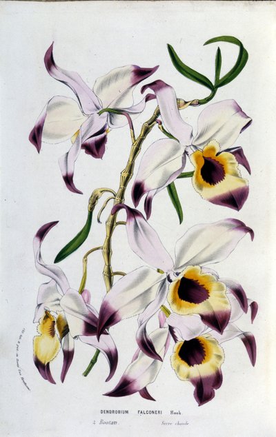 Dendrobium falconeri : famille des orchidées - Unknown artist