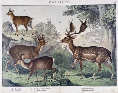 Daim, renne - dans "Histoires naturelles des mammifères", éd. Schreiber - Unknown artist
