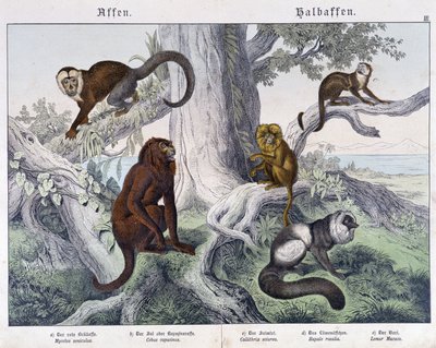 Différentes races de singes - Unknown artist