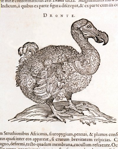 Dodo ou Dronte. Oiseau disparu - dans « De Indiae utriusque re naturali et medica » de Gulielmi Pisonis, Amsterdam - Unknown artist