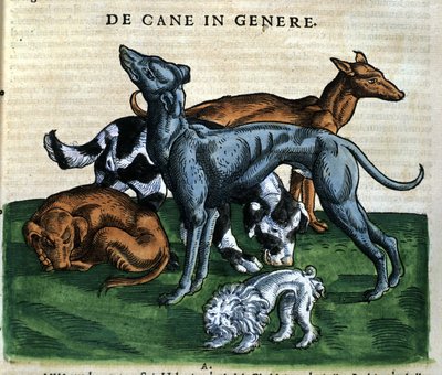 Chiens d