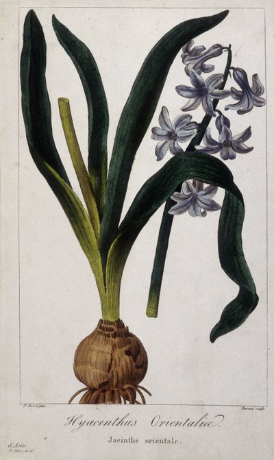 Jacinthe orientale (Hyacinthus Orientalis) Planche botanique des plantes asiatiques du 19ème siècle - Unknown artist
