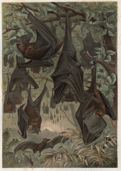 Roussette d