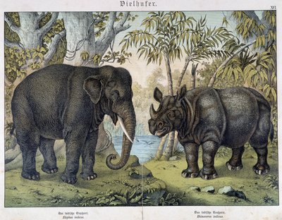 Éléphant et rhinocéros - Unknown artist