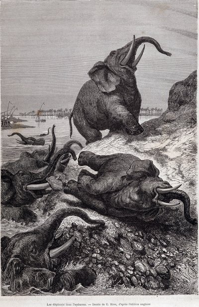 Éléphants grimpant la berge d