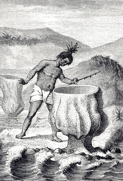 Gravure représentant une variété d