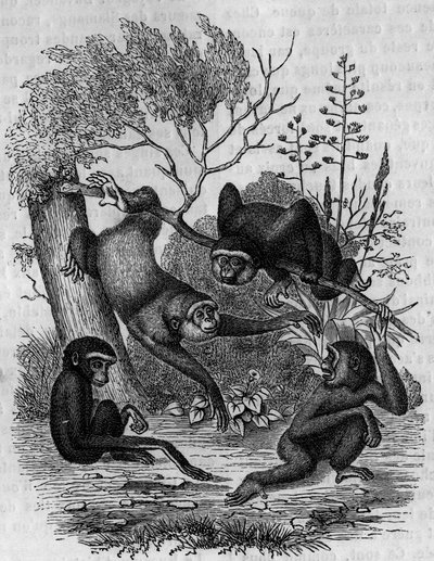 Gravure représentant les gibbons Hoolock d