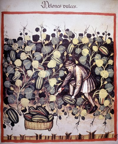 Gravure représentant la récolte de melons du « Tacuinum Sanitatis » - Unknown artist