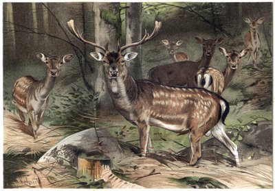 Le daim (Dama dama) - gravure de « La Vie des Animaux » par Alfred Edmund Brehm - Unknown artist