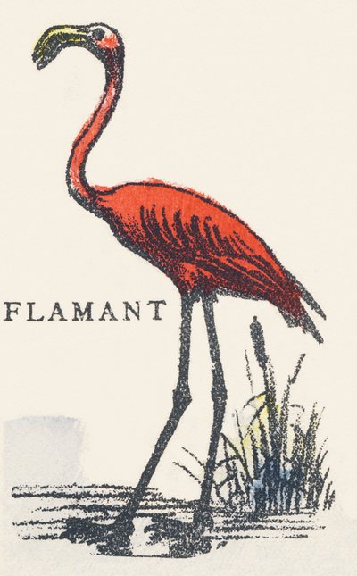 F: flamant - Unknown artist