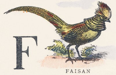 F : faisan - Unknown artist