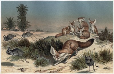 Fennec ou renard des sables du Sahara - Renard du désert (Vulpes zerda) - gravure de 