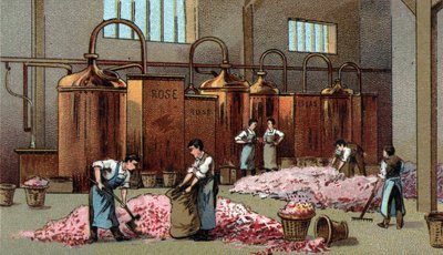 Distillerie de fleurs pour la production d