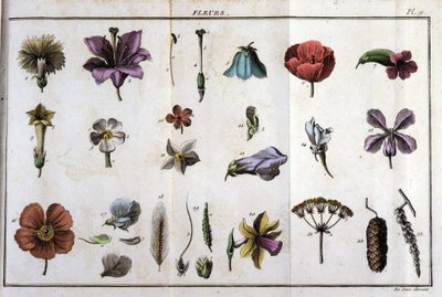 Fleurs : dans « Flora Françoise, ou brève description de toutes les plantes qui croissent naturellement en France, arrangées selon une nouvelle méthode d