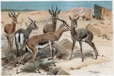 Gazelle - gravure de 