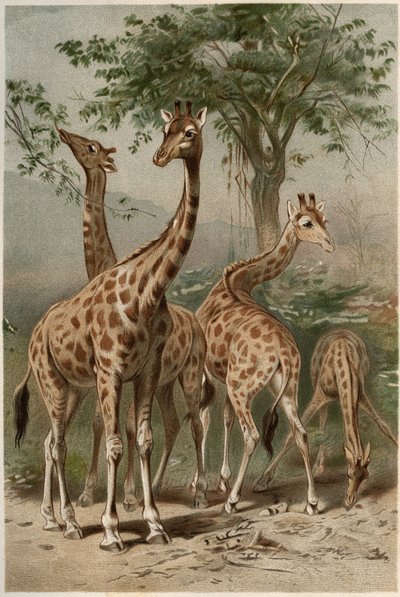 Girafe - La girafe (Giraffa camelopardalis) - gravure de 