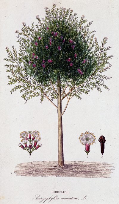 Girofle (Caryophyllus aromaticus) - Unknown artist