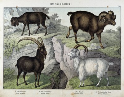 Chèvre - dans "Histoire naturelle des mammifères", éd. Schreiber - Unknown artist