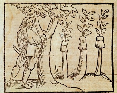 Greffage des arbres, illustration de De Agricoltura Vulgare, par Pier Crescenzio (1233-1320), édition publiée à Venise - Unknown artist