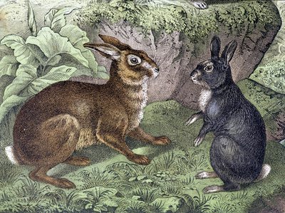 Lièvre et lapin - dans «Histoire naturelle des mammifères», éd. Schreiber - Unknown artist