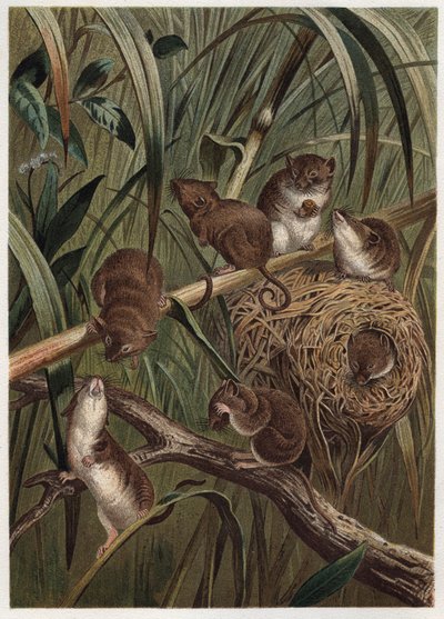 Souris des moissons (ou souris naine) - Souris des moissons eurasienne (Micromys minutus) - gravure de "La vie des animaux" d