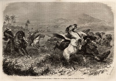 Troupeaux de mules et de chevaux errant en liberté dans les plaines de Cauca (Colombie), les éleveurs se regroupent pour attraper les bêtes avec un lasso (ou zoga, longue corde en cuir). Gravure pour illustrer le voyage en Nouvelle-Grenade, par le Dr. Saff - Unknown artist